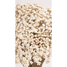 STAR FLOWERS Natural 12" (BULK )